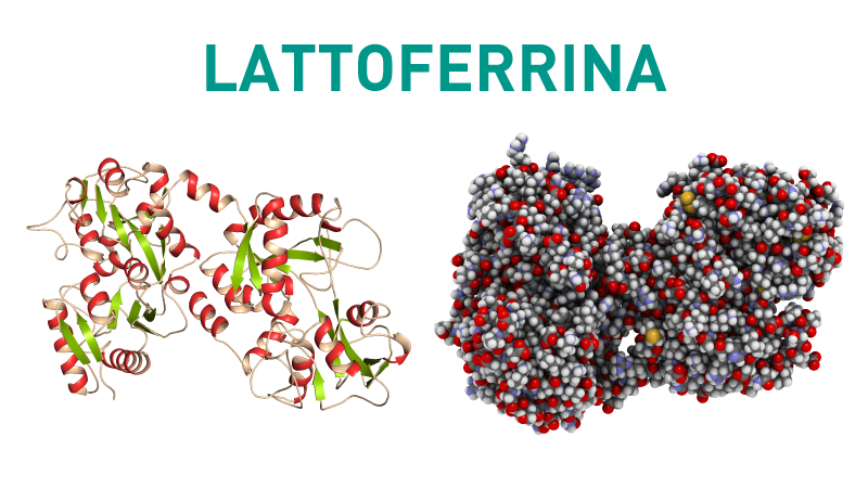 LATTOFERRINA - COS'È E A COSA SERVE?